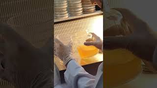 agar plate pour 10 plates with lme and peptone [upl. by Berkly]