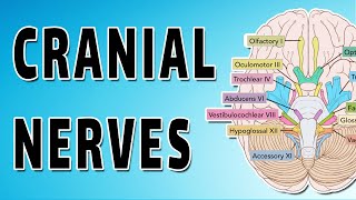 Cranial Nerves Explored [upl. by Eihpos]