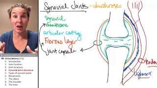 Articulations 4 Synovial joint anatomy [upl. by Karoly]