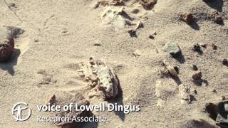 How Are Dinosaur Fossils Discovered and Collected [upl. by Hanoy]