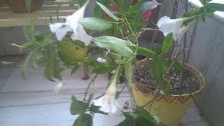 Mandevilla plant care Bengali [upl. by Acitel]