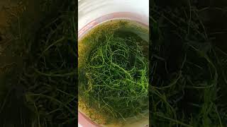 Free easy Aquatic plant give away  Hydrilla  foxtail alternative aquarium aquaticplants [upl. by Earehc]