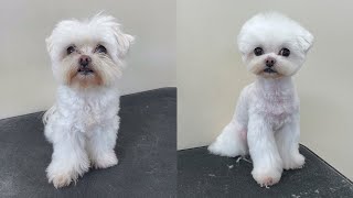 말티즈 베이비컷 강아지 미용  Maltese grooming  애견미용 [upl. by Harmaning]