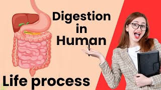 Digestion in human class 10  Nutrition Life processes  Human Digestive system [upl. by Varick702]