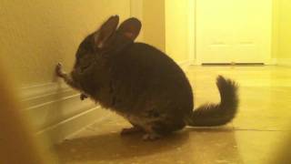 My chinchilla wall bouncing [upl. by East]