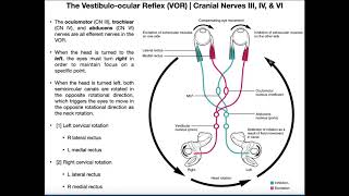 Vestibuloocular Reflex VOR  Structure amp Physiology [upl. by Nylcaj]