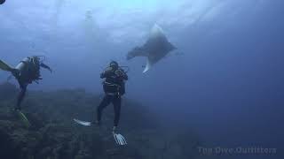 Socorro Island Roca Partida San Benedicto  Scuba Diving Revillagigedo [upl. by Esor329]