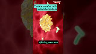 Macrophage eating Bacteria 🦠 3D Animation  Immunology  biologyexams4u [upl. by Nilyak903]