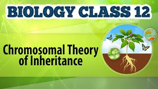 Chromosomal Theory of Inheritance  Chromosomal Basis of Inheritance  Biology Class 12 [upl. by Finzer]