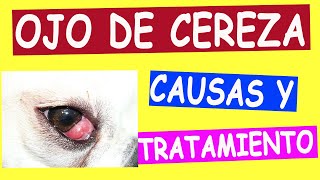 Causas y Tratamiento para el OJO DE CEREZA en Perros [upl. by Peace96]