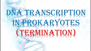 TERMINATION OF TRANSCRIPTION IN PROKARYOTES RHO DEPENDENT [upl. by Deirdre868]