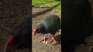 When a takahe acts like a pet cute newzealandadventures takahe newzealandnature [upl. by Verneuil527]