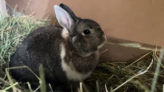 Muffin in the Hay Box amp Sawyer Just Being a Bunny [upl. by Eastlake892]