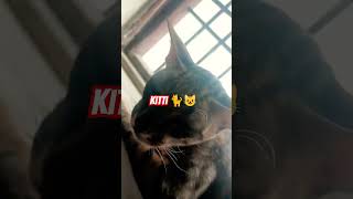 my cute cat maje in summertrendingshorts holispecial newsong cat [upl. by Gudrun]