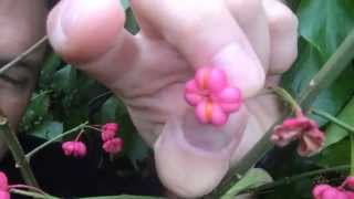 MyAutumn  Spindle Euonymus europaeus [upl. by Mcguire382]