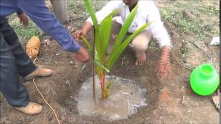 Coconut planting methodTiptur [upl. by Lleynad413]