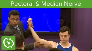 Pectoral amp Median Nerve – MRCS  Lecturio [upl. by Audrit]