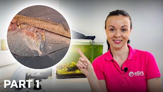 Parasites You Can Find Under The Microscope After Skin Scraping a Fish • PART 1 [upl. by Libnah]