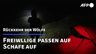 WolfsNachtwache in den Schweizer Alpen  AFP [upl. by Ahseket]