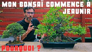 Pourquoi mon bonsaï atil commencé à jaunir de nombreuses feuilles [upl. by Dhu922]