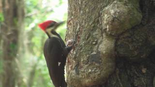 Pileated Woodpecker in HD [upl. by Musser]