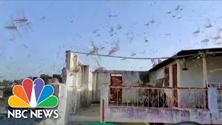 Watch Swarms Of Locusts Fill The Skies Of Central And Northern India  NBC News [upl. by Allesor]