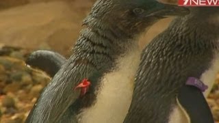 British tourists fined for drunkenly stealing penguin from Australian aquarium [upl. by Lienhard395]