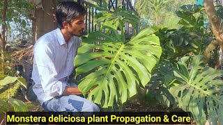 Best decorated plant Monstera deliciosa  Propagation amp Care  Indoor plant [upl. by Thibaut316]