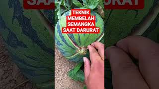 Belah Semangka Tanpa Pisau [upl. by Kaule]