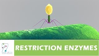 RESTRICTION ENZYMES [upl. by Odarbil]