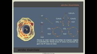 Biodoen  aërobe dissimilatie 1 van 8 [upl. by Notlehs911]