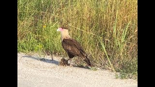 Flight of the Crested Caracara [upl. by Elinor325]