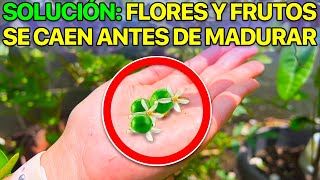 🍋 ¿Por qué se CAEN las FLORES y FRUTOS de tu LIMONERO ✅ 7 SOLUCIONES [upl. by Janice]