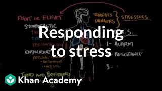 Responding to stress  Processing the Environment  MCAT  Khan Academy [upl. by Ylluz673]