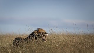 Ouganda  des lions traversent des rivières de crocodiles pour saccoupler [upl. by Cutler]