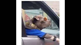 Big Dawg The CEO of Pet Treats  Blue TShirt Gold Collar Cool Shades Glasses Watch On Paw In Car [upl. by Jordain33]