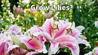 Do This to Successfully Grow Lilies In Any Soil [upl. by Leland]