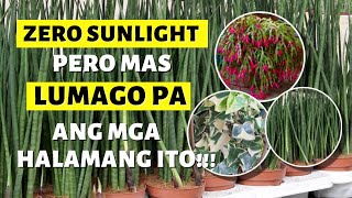 GANITO ANG MANGYAYARI SA HALAMAN MO KAPAG WALANG SUNLIGHT [upl. by Harbert698]