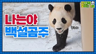 SUB전지적 할부지 시점 ep163 백설곰쥬 푸바오와 눈놀이해요☃️❣️ 첫눈을 맞이한 러푸부녀의 일상과 푸바오 방에 깜짝 등장한 아루후까지│Panda World [upl. by Winchell415]