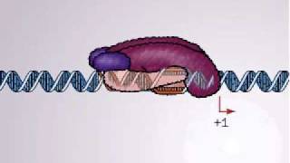 Transcription in Bacteria  Promoter and promoter complex [upl. by Leckie268]