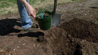 Planting Blackberries [upl. by Kopans570]