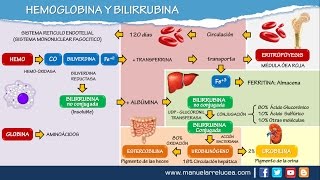 METABOLISMO DE LA HEMOGLOBINA Y BILIRRUBINA [upl. by Vevay]