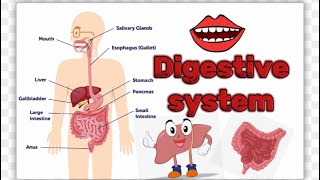 The Digestive System How does the Digestive System works digestivesystem [upl. by Aiyt55]