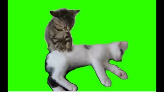 cute cat massaging  green screen [upl. by Hcirdeirf]