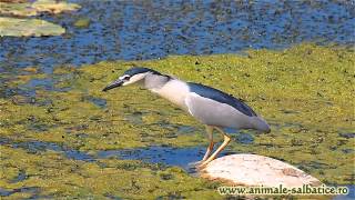 Starc de noapte vanand  Blackcrowned Night Heron hunting Nycticorax nycticorax [upl. by Paula]