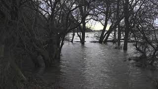 Hochwasser am Rhein bei Kaiserswerth [upl. by Leissam]