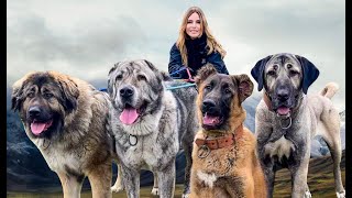 4 WOLF KILLERS TOGETHER  Caucasian Shepherd Alabai Kangal amp Iranian Sarabi [upl. by Ennovy]