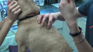 How to administer subcutaneous fluids SQ fluids to a dogcatsmall mammal [upl. by Arhas809]