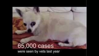 Kennel cough in the UK [upl. by Ylliw]