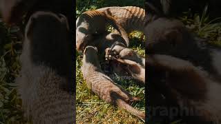 Eurasian otter 🦦 playing in park wildlifephotoghraphy otter [upl. by Uok]